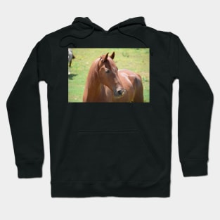 sorrel horse Hoodie